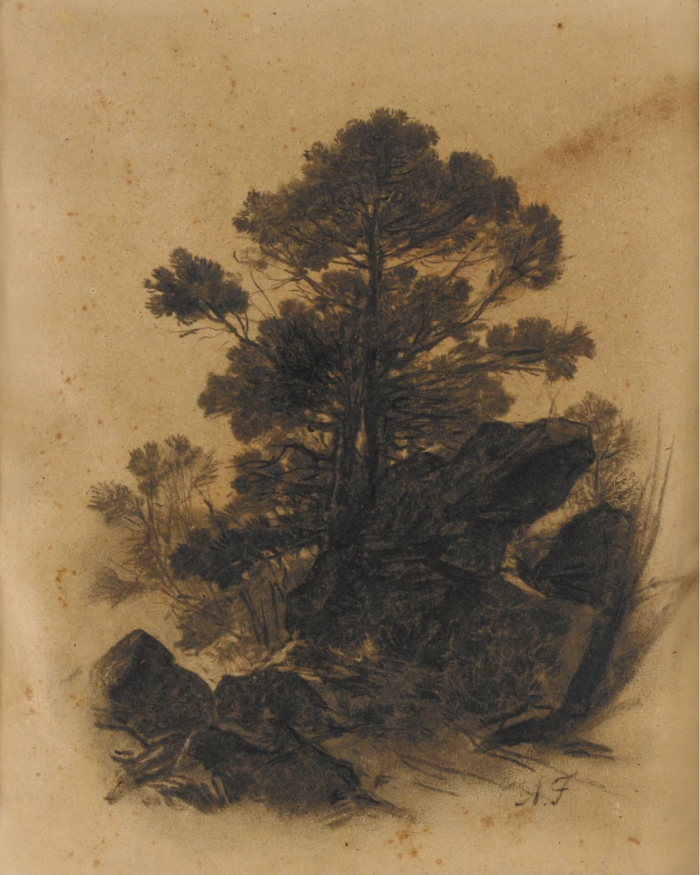 Paesaggio con alberi e rocce
